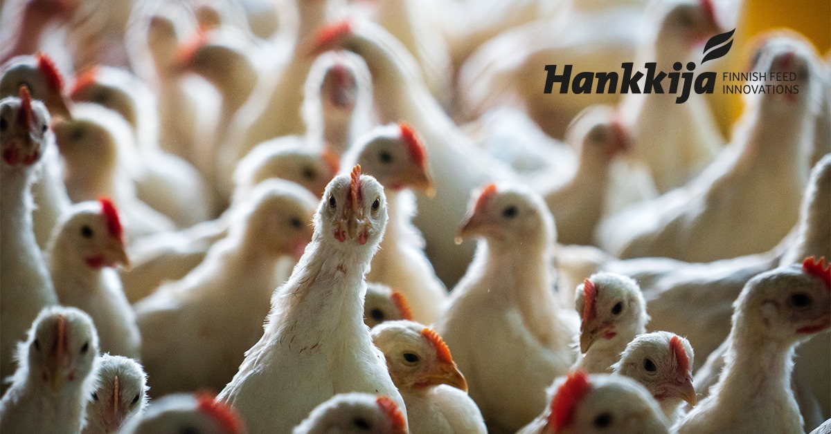 14-days-old-broiler-chicks