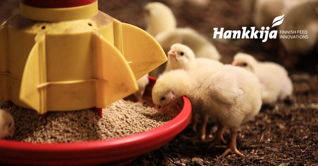 group of broiler chicks 