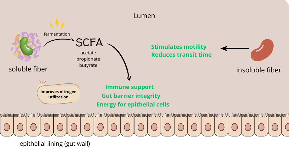 Fermentation of dietary fiber supporting intestinal health in pigs