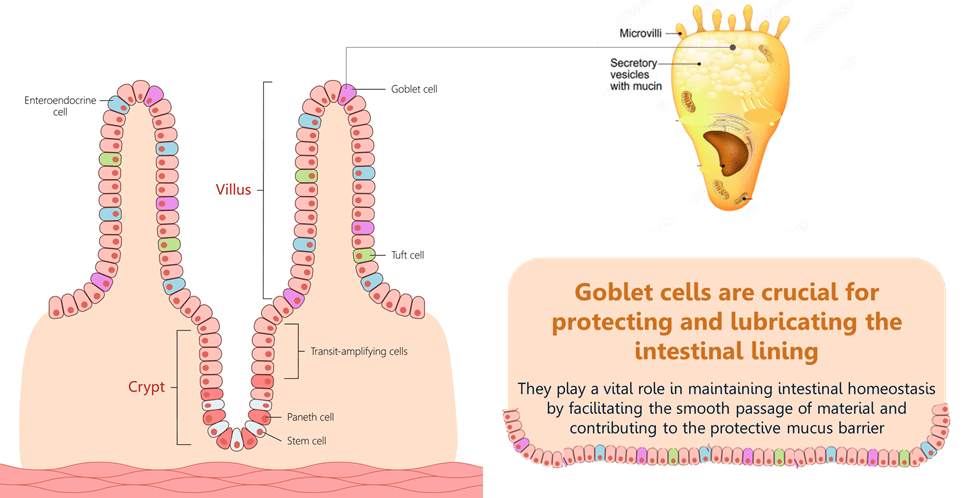 Intestinal villi development in pigs and poultry