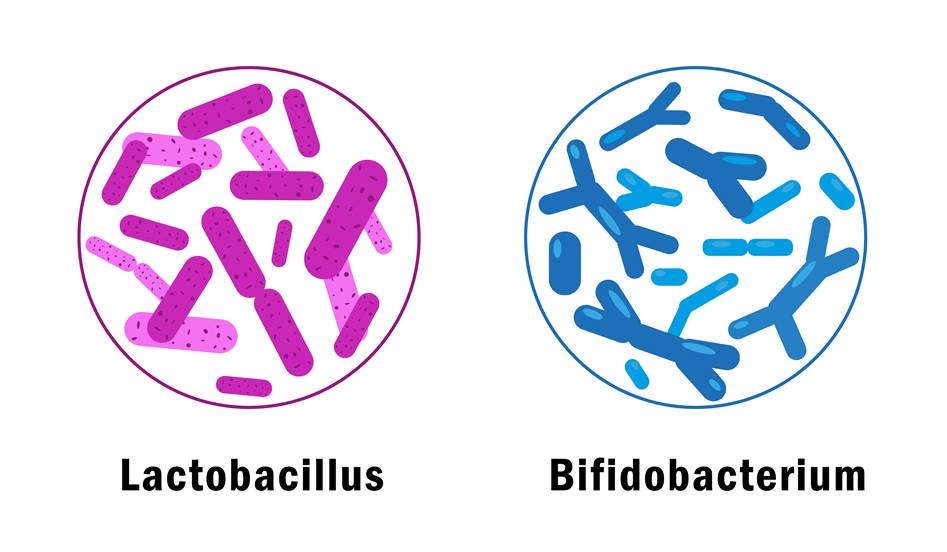 Gut microbiota balance. Microorganisms vector illustration. Image source: Adobe Stock 292732819